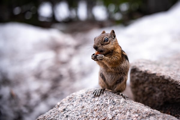My Nut!